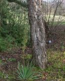 Nothofagus obliqua. Комлевая часть ствола. Германия, г. Дюссельдорф, Ботанический сад университета. 02.03.2014.