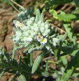 Teucrium capitatum