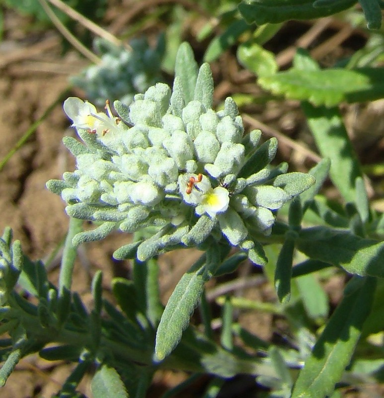 Изображение особи Teucrium capitatum.