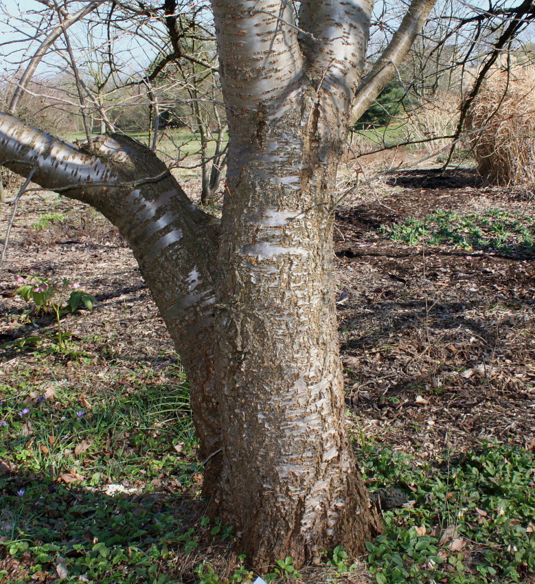 Image of Prunus serrulata specimen.