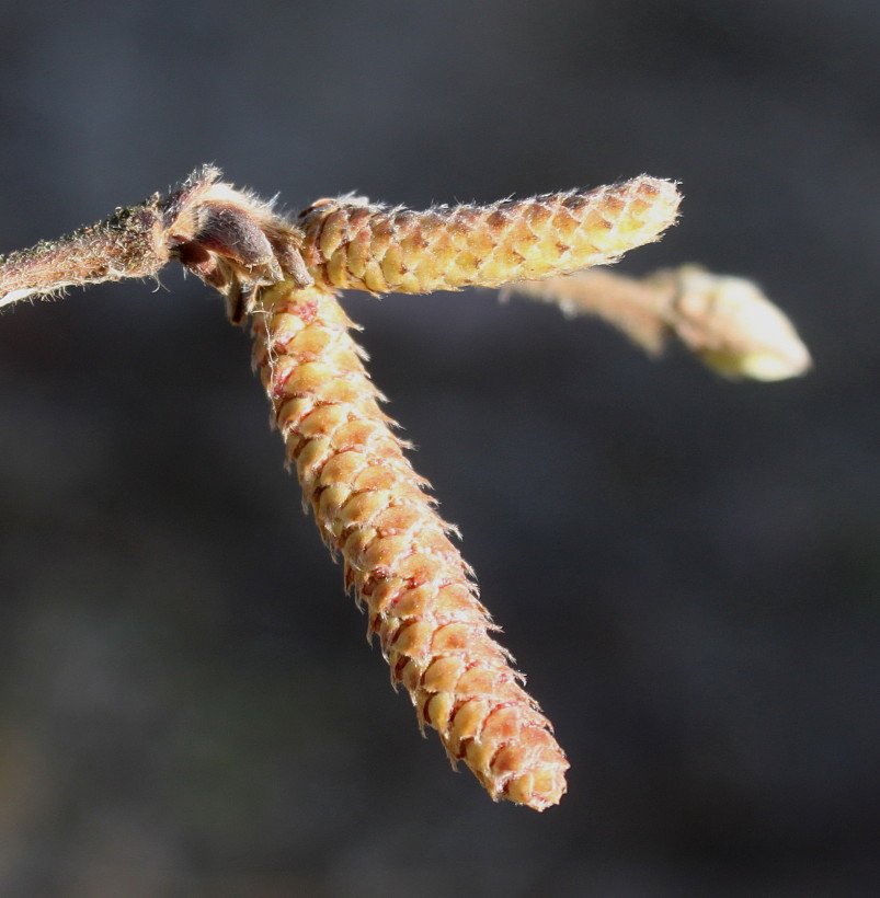 Image of Corylus californica specimen.