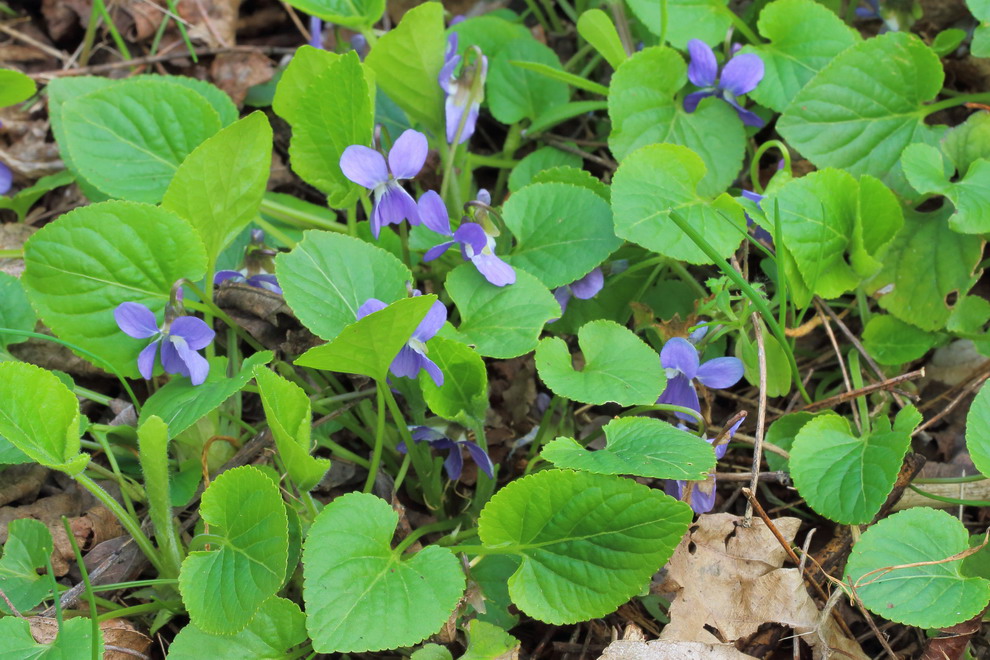 Image of Viola collina specimen.