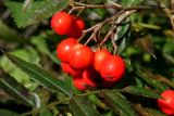 genus Sorbus