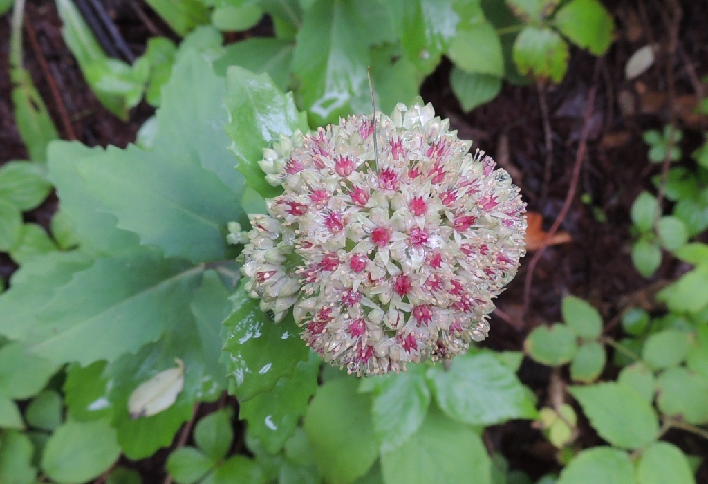 Изображение особи Hylotelephium triphyllum.