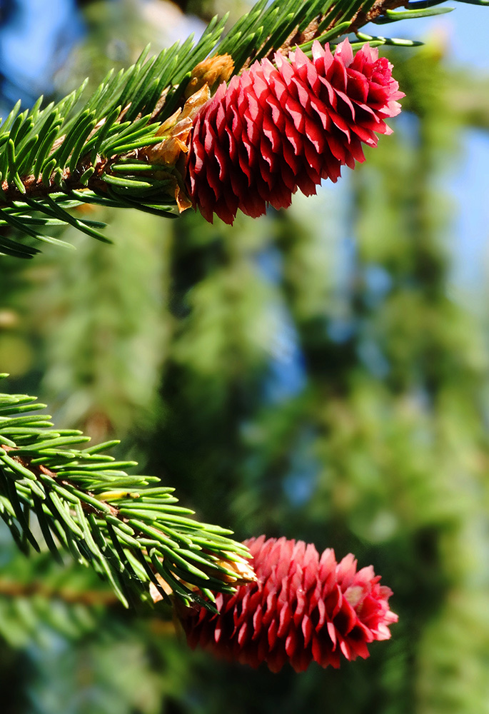 Image of Picea abies specimen.