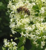 Cardaria draba