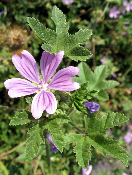 Image of Malva sylvestris specimen.