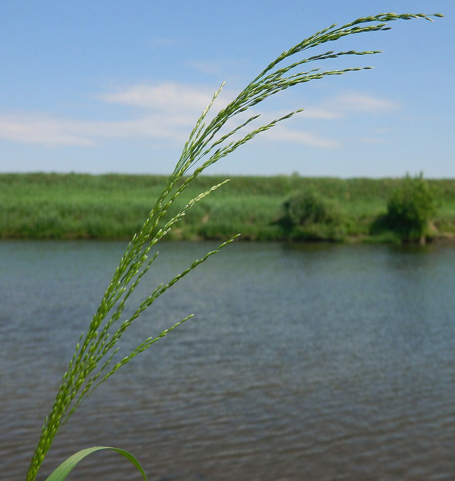 Image of Poa palustris specimen.