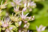 Sedum stoloniferum. Часть соцветия. Крым, Бахчисарайский р-н, пос. Куйбышево, в культуре, на клумбе. 01.06.2014.