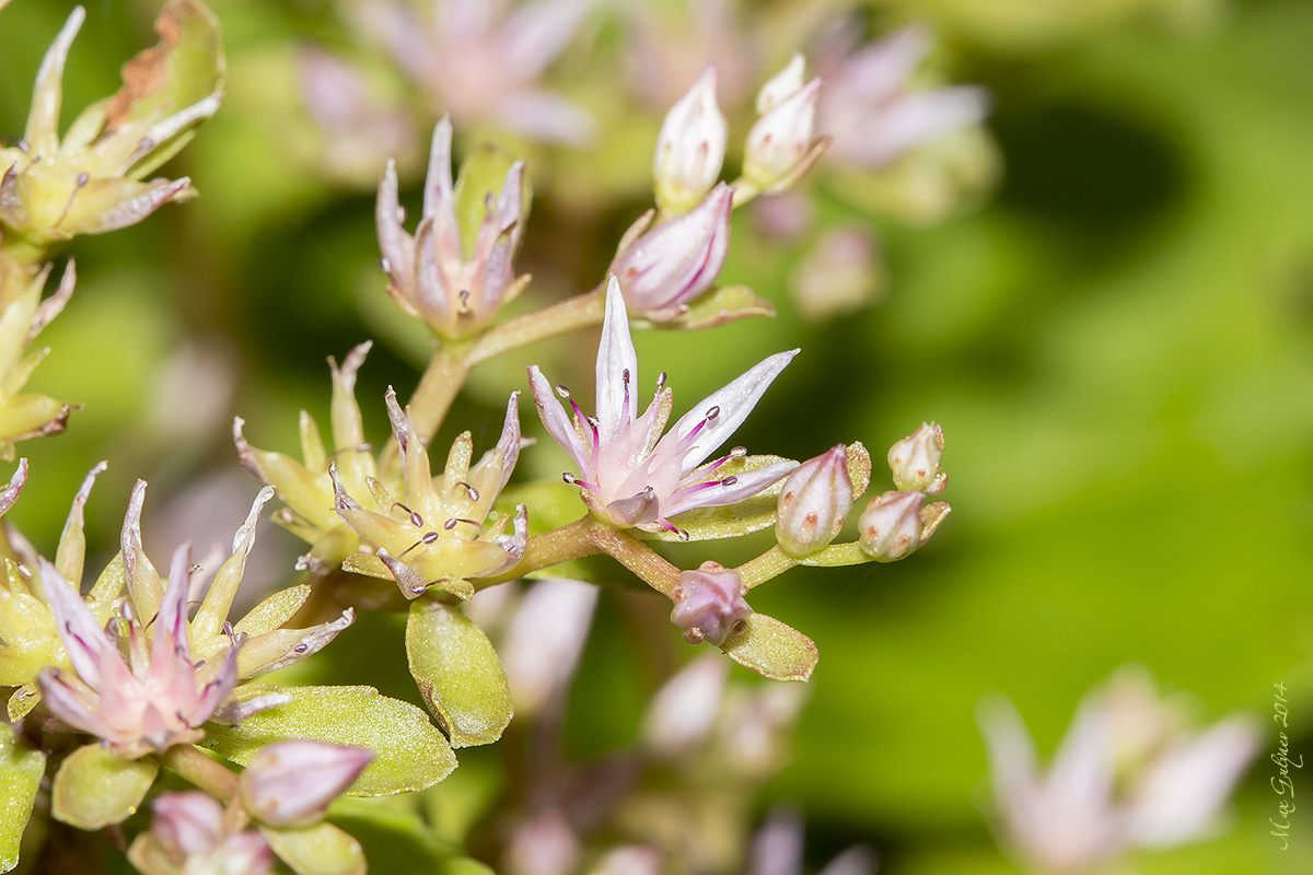 Image of Sedum stoloniferum specimen.