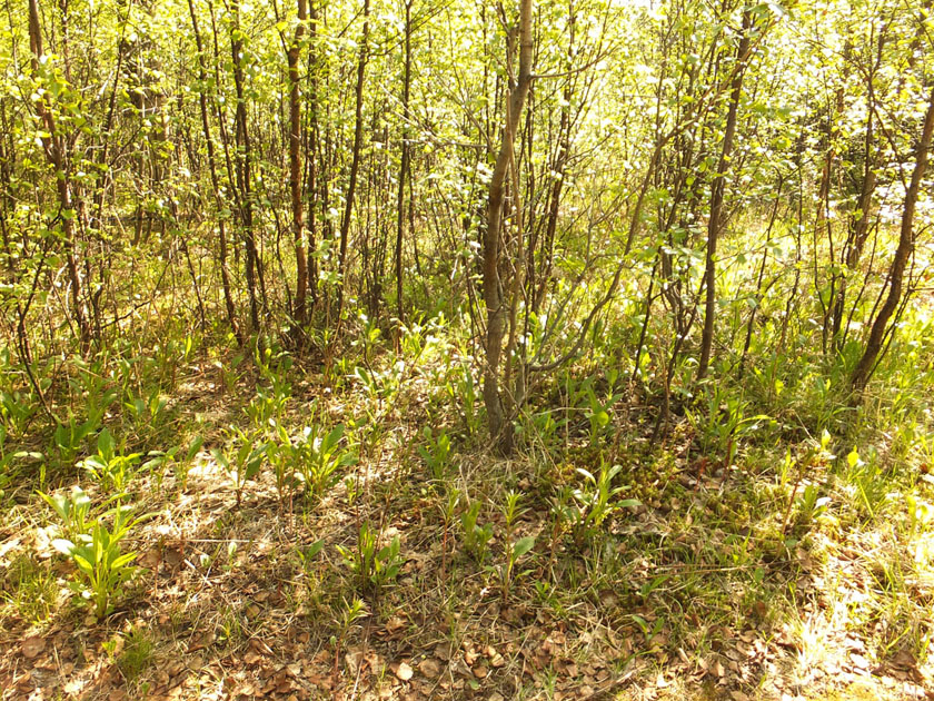 Изображение особи Solidago virgaurea ssp. lapponica.