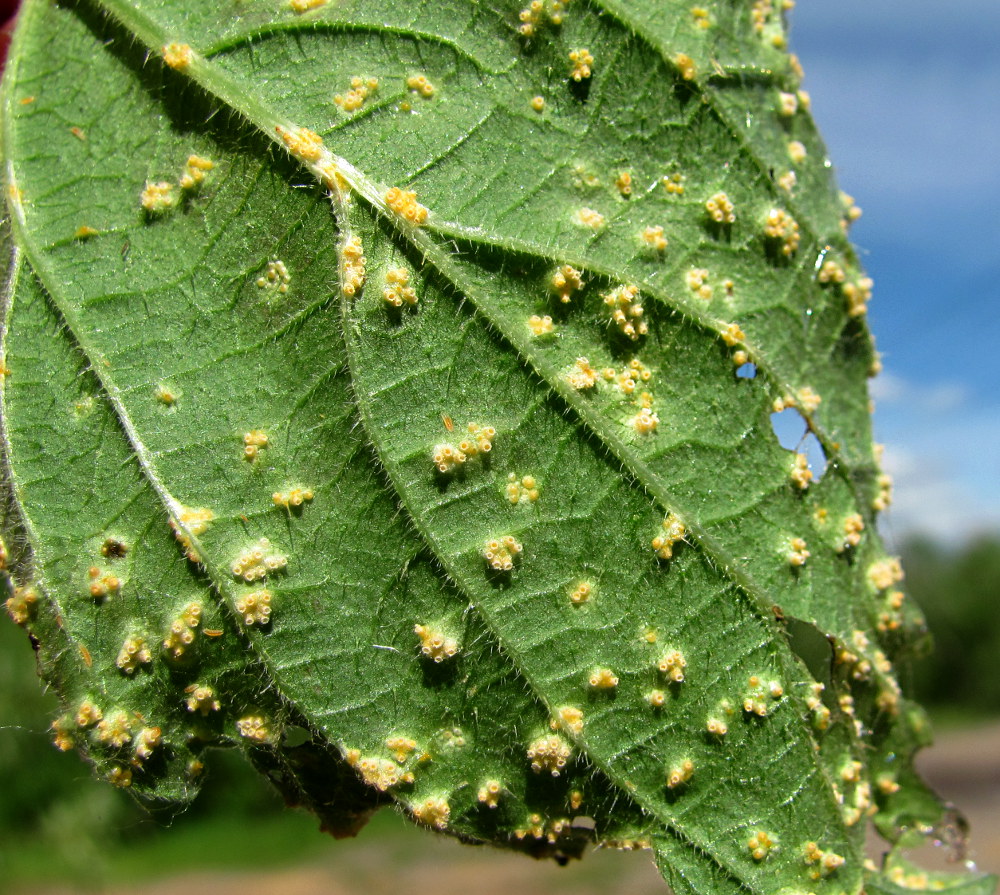 Изображение особи Urtica dioica.