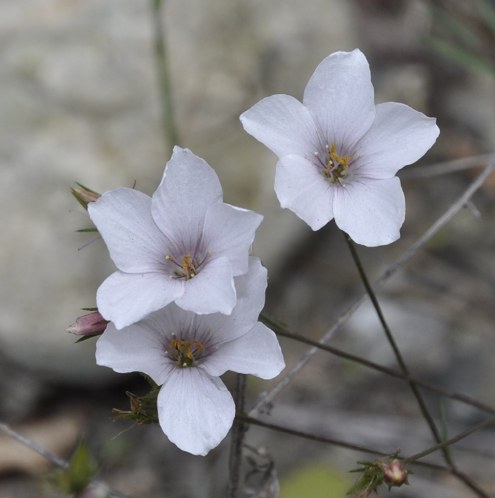 Image of Linum tenuifolium specimen.