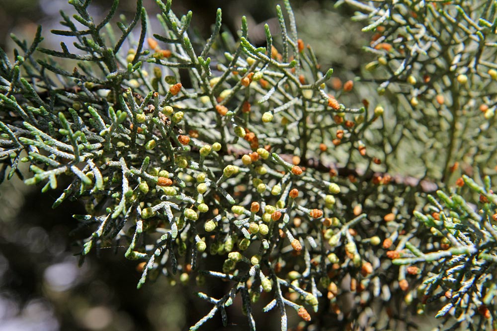 Image of Cupressus sempervirens specimen.
