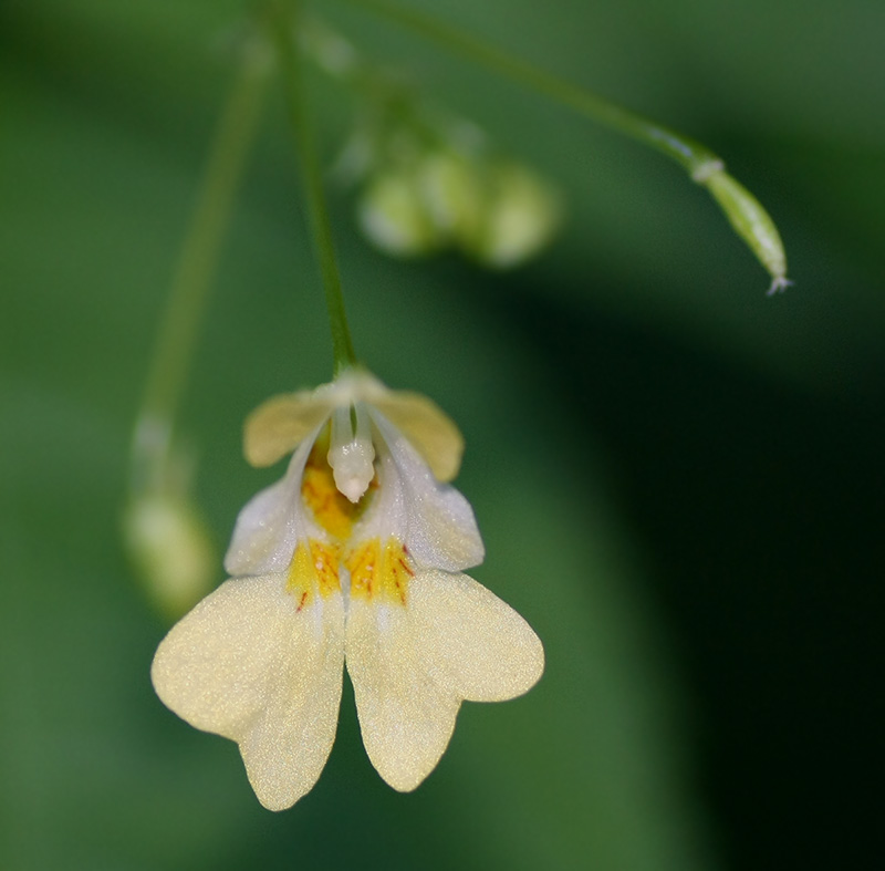 Image of Impatiens parviflora specimen.