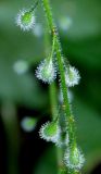 Circaea lutetiana