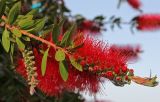 Callistemon citrinus