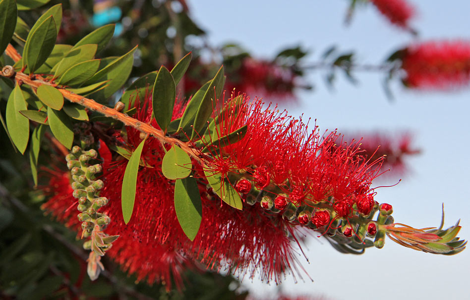 Image of Callistemon citrinus specimen.