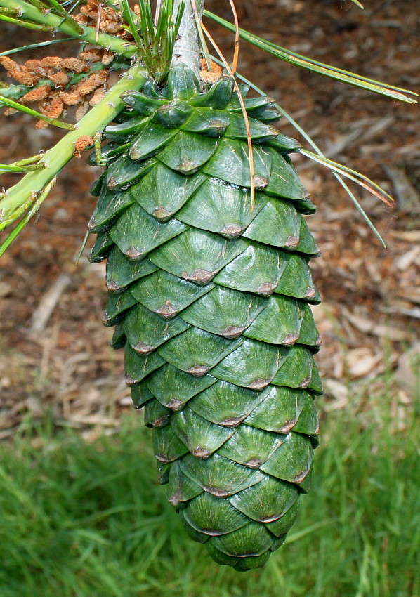 Изображение особи Pinus armandii.