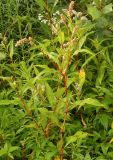 Persicaria lapathifolia