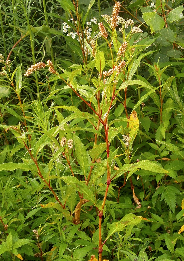 Изображение особи Persicaria lapathifolia.