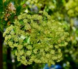 Heteromorpha arborescens