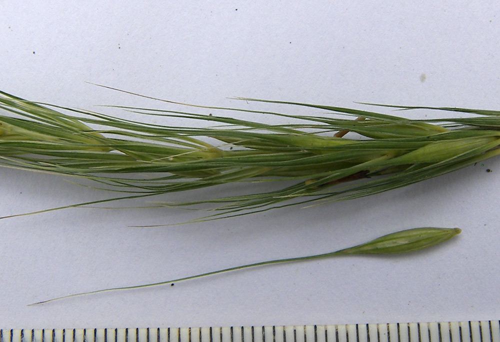 Image of Hordelymus europaeus specimen.