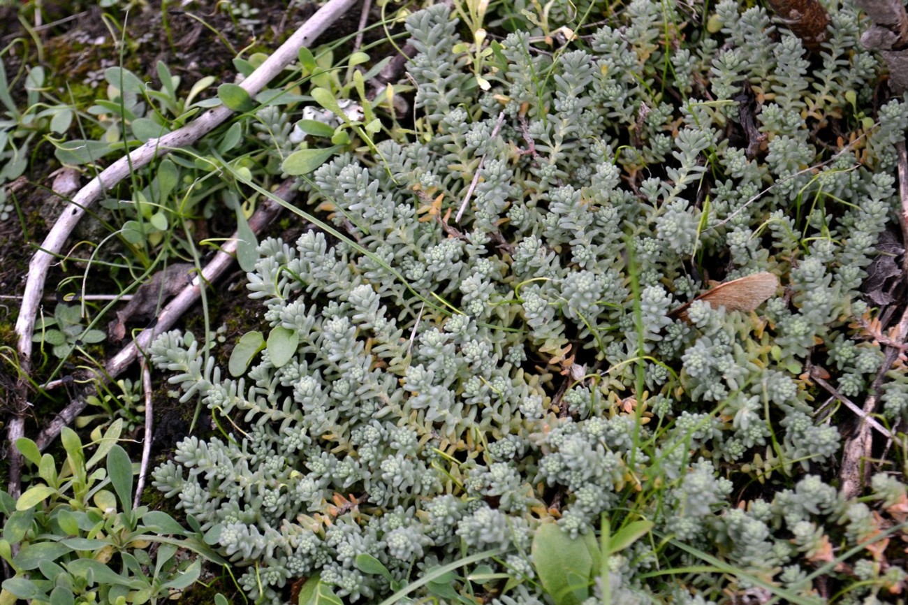 Изображение особи Sedum borissovae.