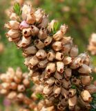 Erica cinerea. Отцветшее соцветие ('Rosi'). Германия, г. Дюссельдорф, Ботанический сад университета. 05.09.2014.