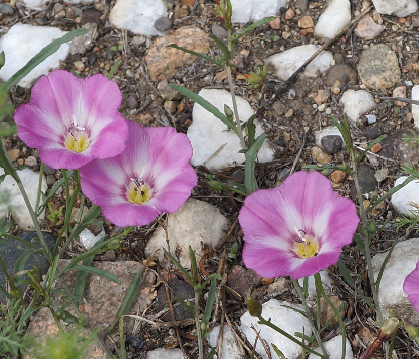 Изображение особи Convolvulus chinensis.