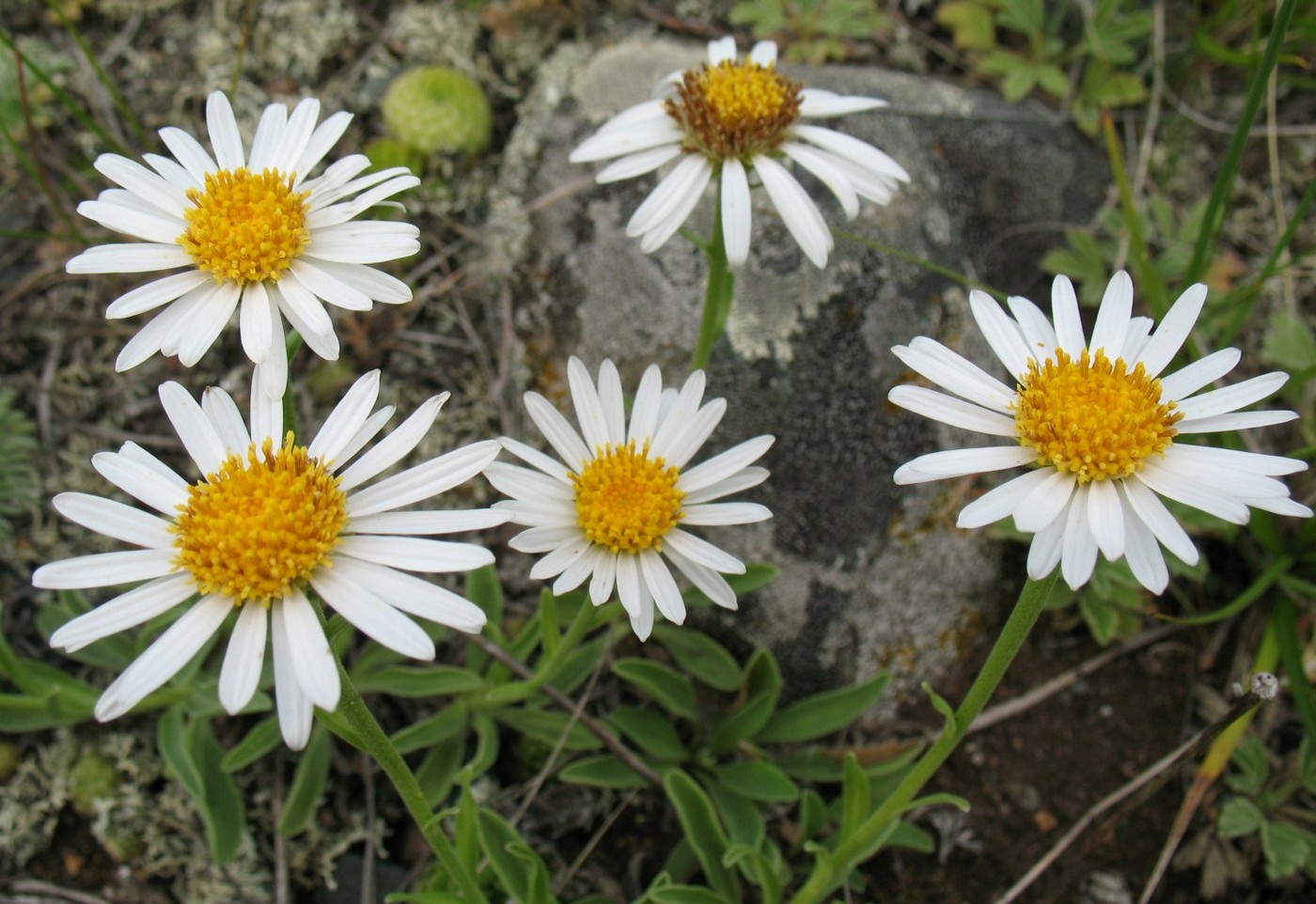 Image of Aster alpinus specimen.