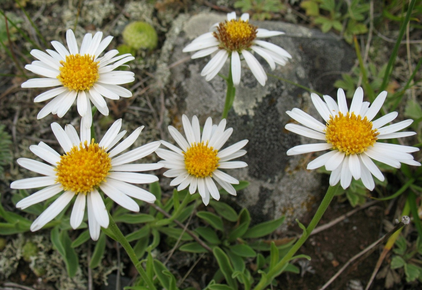 Изображение особи Aster alpinus.