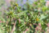 Bidens tripartita