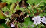 Geranium nodosum