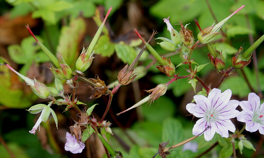 Изображение особи Geranium nodosum.