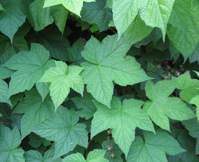 Изображение особи Rubus odoratus.