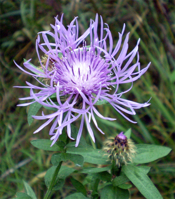 Изображение особи Centaurea abnormis.