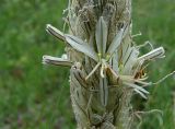 Asphodeline taurica