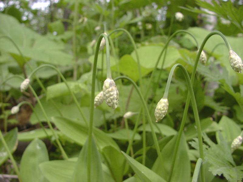 Image of Allium ochotense specimen.