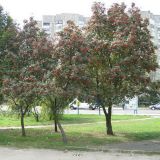 Sorbus intermedia