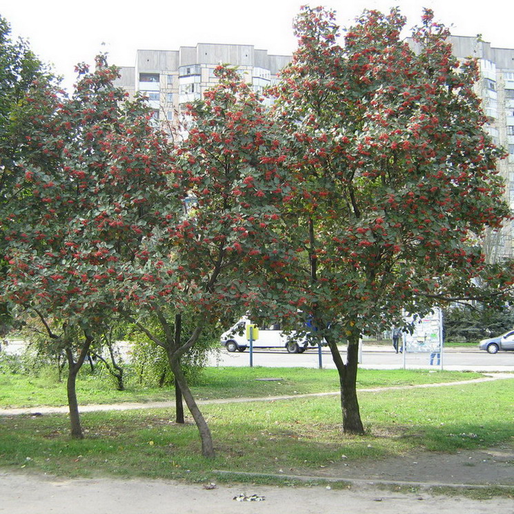 Image of Sorbus intermedia specimen.