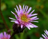 Erigeron politus. Отдельное соцветие. Красноярский кр., Ермаковский р-н, парк \"Ергаки\", окр. Ойского озера, обочина дороги. 29.07.2009.