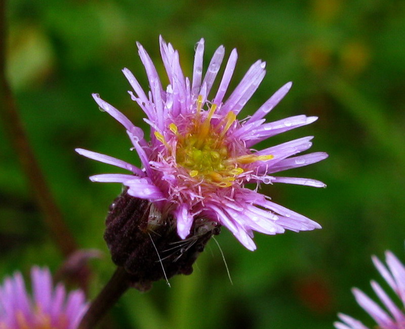 Image of Erigeron politus specimen.