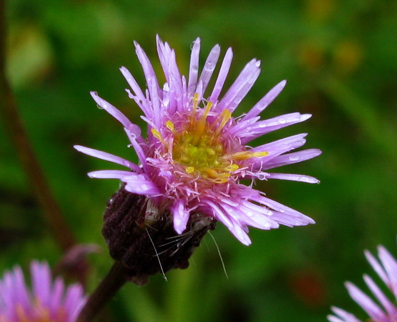 Изображение особи Erigeron politus.