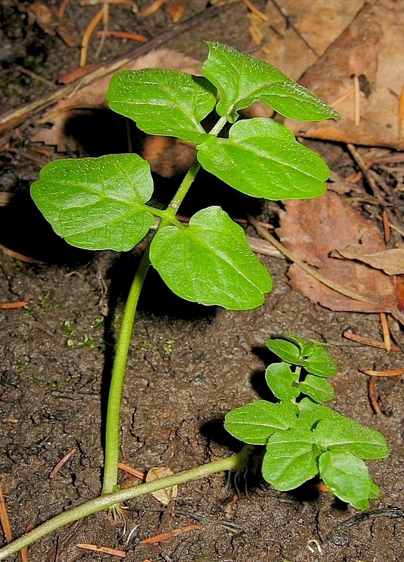 Изображение особи Cardamine amara.