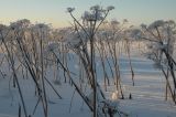 Heracleum sosnowskyi