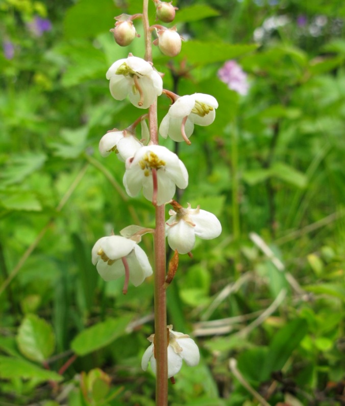 Image of Pyrola norvegica specimen.