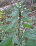 Parietaria officinalis
