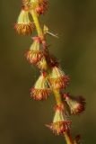 Agrimonia eupatoria. Часть соплодия. Санкт-Петербург, Дудергофские высоты, луг на склоне южной экспозиции. 10.10.2009.