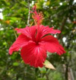 Hibiscus rosa-sinensis